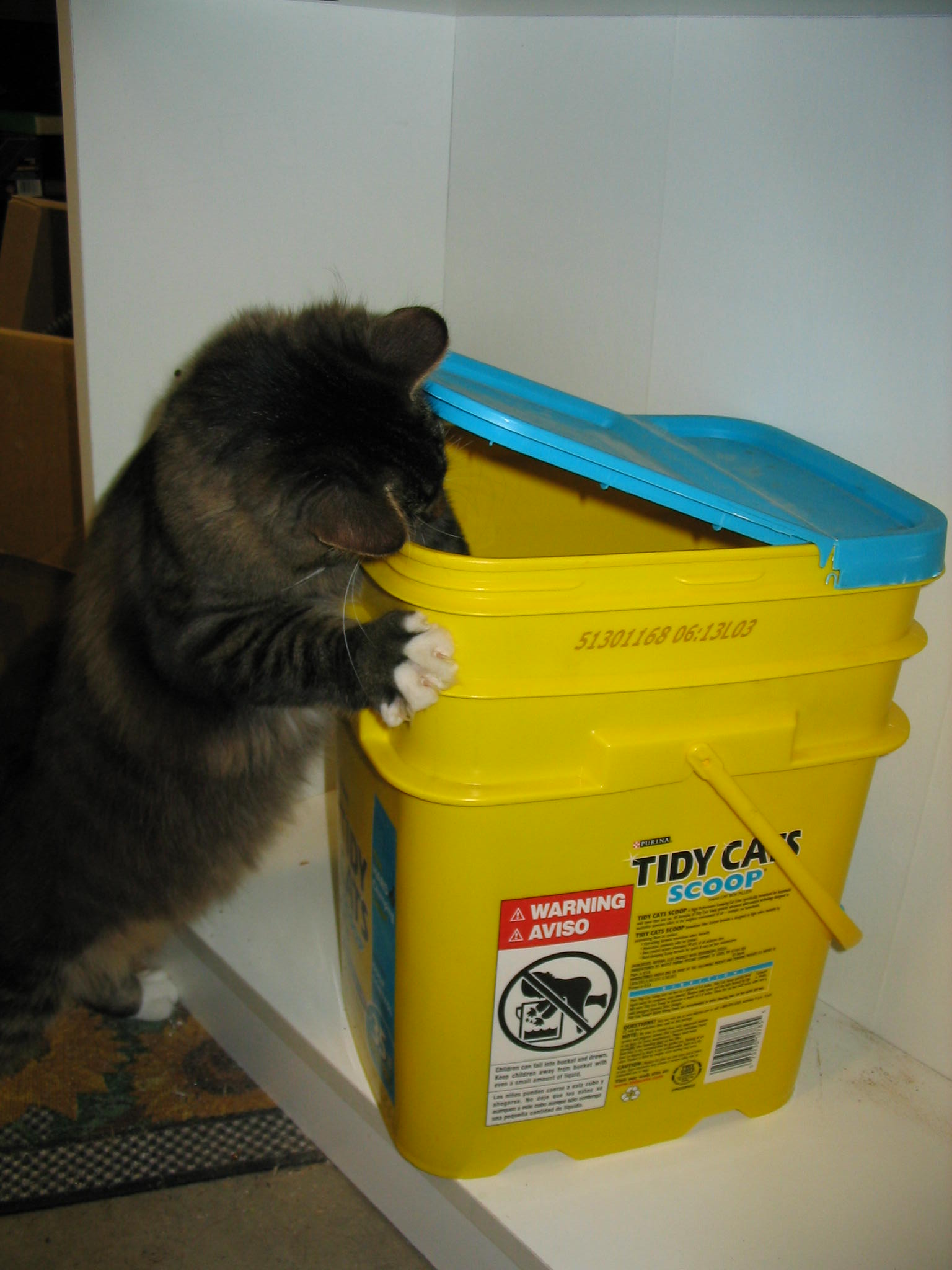 Common plastic bucket and my assistant Stanley