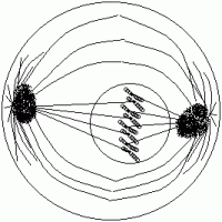Anaphase