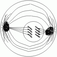 Anaphase