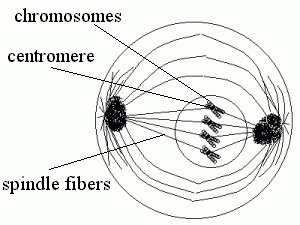 Metaphase