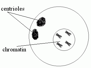 Prophase