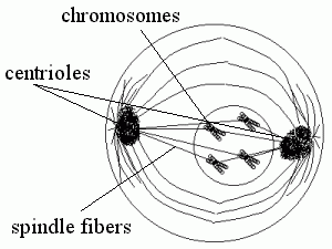 Prophase