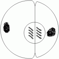 Telophase
